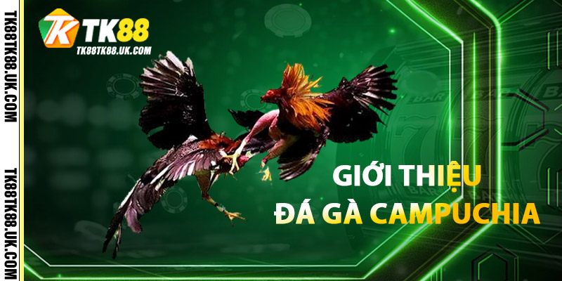 Đá Gà Campuchia – Kết Hợp Giải Trí & Cá Cược An Toàn 2 Giới Thiệu Đá Gà Campuchia