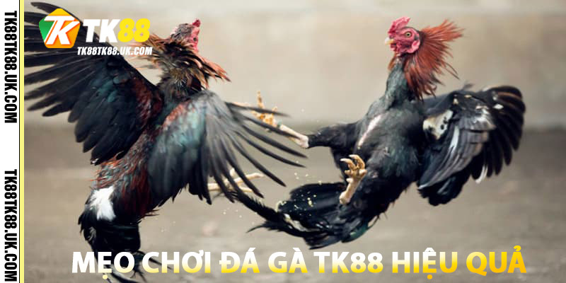 Mẹo chơi Đá Gà TK88 hiệu quả