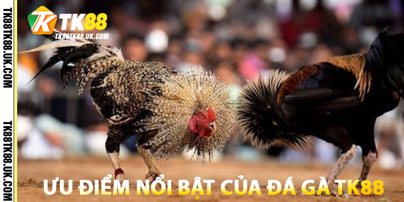 Ưu điểm nổi bật của Đá Gà TK88